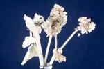 Eriogonum latifolium (IMG_0068.jpg)
