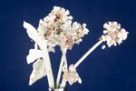 Eriogonum latifolium (IMG_0069.jpg)
