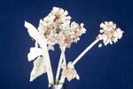 Eriogonum latifolium (IMG_0070.jpg)