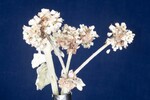 Eriogonum latifolium (IMG_0071.jpg)