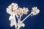 Eriogonum latifolium (IMG_0072.jpg)