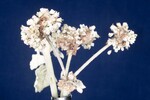Eriogonum latifolium (IMG_0073.jpg)