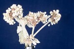 Eriogonum latifolium (IMG_0074.jpg)