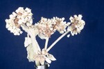 Eriogonum latifolium (IMG_0075.jpg)