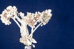 Eriogonum latifolium (IMG_0076.jpg)