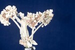 Eriogonum latifolium (IMG_0077.jpg)