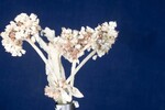 Eriogonum latifolium (IMG_0078.jpg)