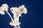 Eriogonum latifolium (IMG_0079.jpg)