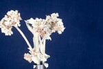 Eriogonum latifolium (IMG_0080.jpg)