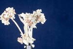Eriogonum latifolium (IMG_0081.jpg)