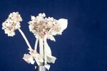 Eriogonum latifolium (IMG_0082.jpg)
