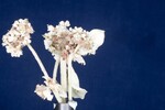 Eriogonum latifolium (IMG_0083.jpg)