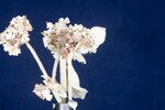 Eriogonum latifolium (IMG_0084.jpg)