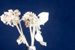 Eriogonum latifolium (IMG_0085.jpg)
