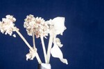 Eriogonum latifolium (IMG_0088.jpg)