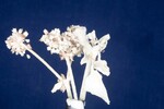 Eriogonum latifolium (IMG_0094.jpg)