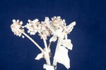 Eriogonum latifolium (IMG_0096.jpg)