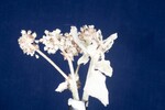 Eriogonum latifolium (IMG_0097.jpg)
