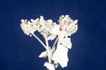 Eriogonum latifolium (IMG_0098.jpg)