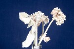 Eriogonum latifolium (IMG_0102.jpg)