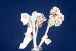 Eriogonum latifolium (IMG_0103.jpg)