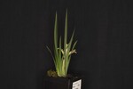 Iris chrysophyllus (_DSC1885.jpg)