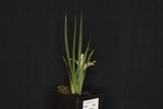 Iris chrysophyllus (_DSC1886.jpg)