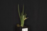 Iris chrysophyllus (_DSC1887.jpg)