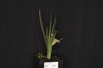 Iris chrysophyllus (_DSC1888.jpg)