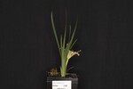 Iris chrysophyllus (_DSC1889.jpg)