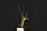 Iris chrysophyllus (_DSC1890.jpg)