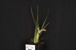 Iris chrysophyllus (_DSC1891.jpg)