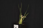 Iris chrysophyllus (_DSC1892.jpg)