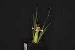 Iris chrysophyllus (_DSC1894.jpg)