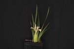 Iris chrysophyllus (_DSC1895.jpg)