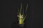 Iris chrysophyllus (_DSC1896.jpg)