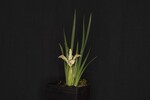 Iris chrysophyllus (_DSC1897.jpg)