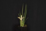 Iris chrysophyllus (_DSC1898.jpg)