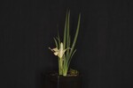 Iris chrysophyllus (_DSC1899.jpg)