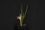 Iris chrysophyllus (_DSC1900.jpg)