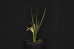 Iris chrysophyllus (_DSC1901.jpg)