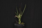 Iris chrysophyllus (_DSC1902.jpg)