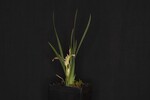 Iris chrysophyllus (_DSC1903.jpg)