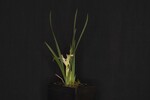 Iris chrysophyllus (_DSC1904.jpg)