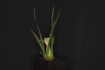 Iris chrysophyllus (_DSC1905.jpg)
