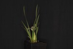 Iris chrysophyllus (_DSC1906.jpg)