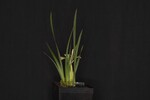 Iris chrysophyllus (_DSC1907.jpg)