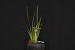 Iris chrysophyllus (_DSC1908.jpg)