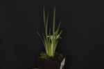 Iris chrysophyllus (_DSC1912.jpg)