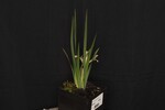 Iris chrysophyllus (_DSC1913.jpg)